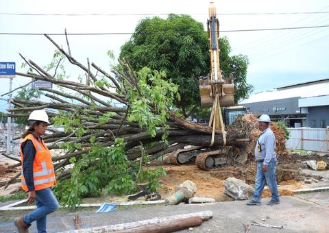 Árvore é retirada da Constantino Nery devido a obra na avenida 