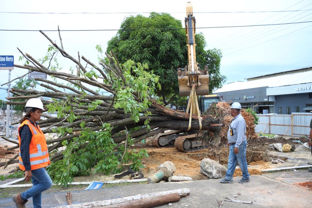 Árvore é retirada da Constantino Nery devido a obra na avenida 