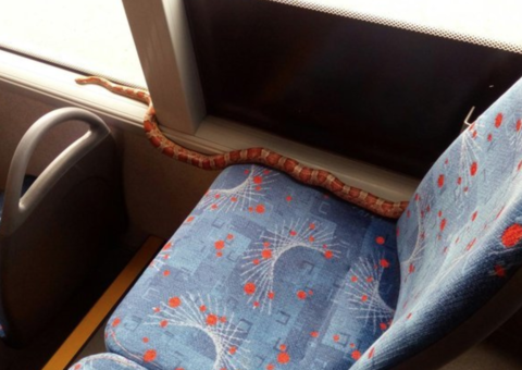 Durante briga de casal em ônibus, cobra escapa e assusta passageiros 