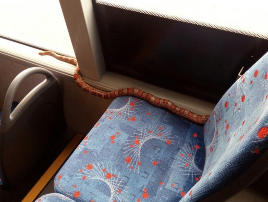Durante briga de casal em ônibus, cobra escapa e assusta passageiros 