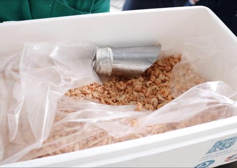 Adaf certifica primeiro entreposto de pescado para beneficiamento de camarão no Amazonas