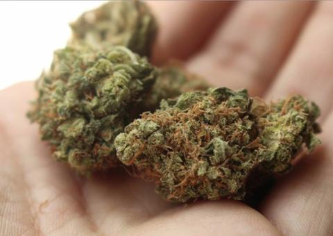 Criança de quatro anos é flagrada com porção de maconha na escola