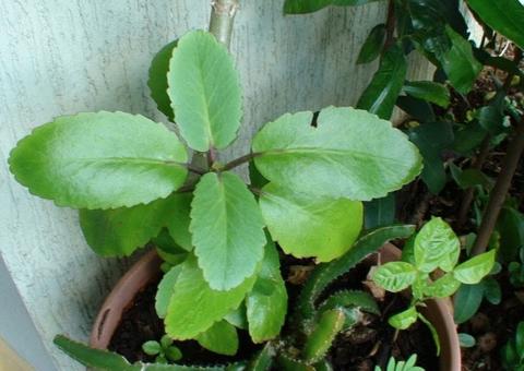 Planta com efeito vaso dilatador pode reduzir inchaço nas pernas. Saiba mais