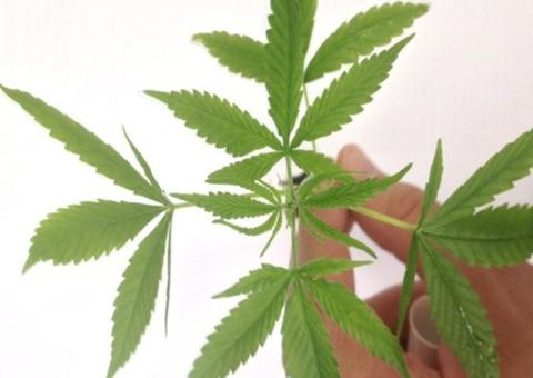 Celso de Mello rejeita denúncia sobre importação de maconha