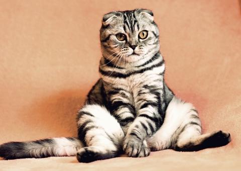 STJ decide que condomínio não pode proibir animais domésticos