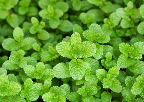 6 vegetais que combatem os sintomas de gastrite 