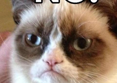 Morre Grumpy Cat, a gatinha rabugenta que virou meme da Internet