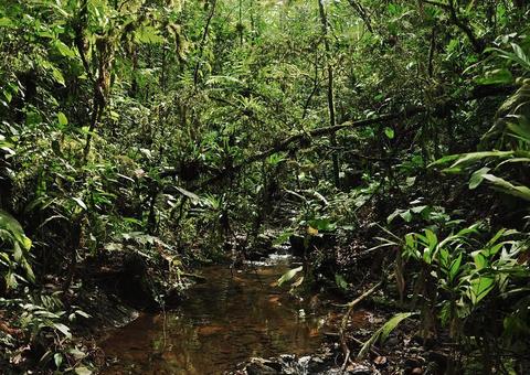 UEA promove intercâmbio em Bioeconomia entre Alemanha e Amazonas