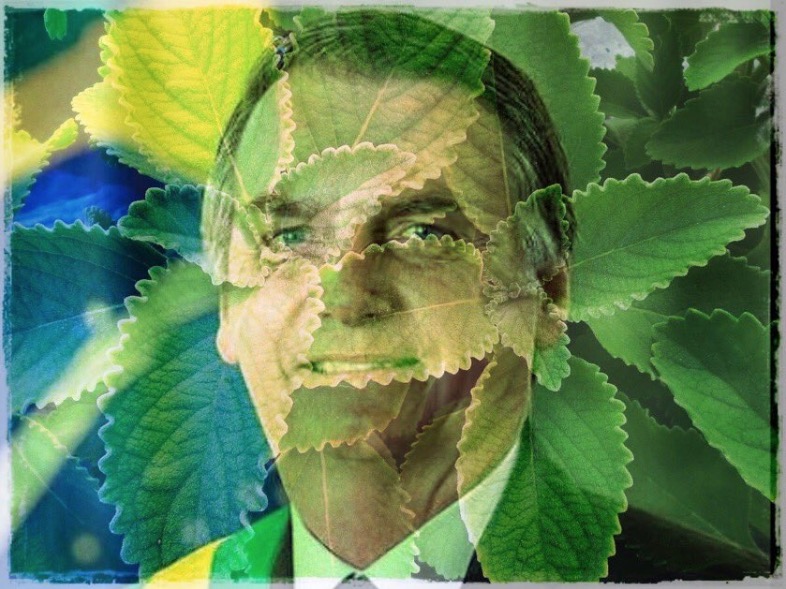 Hashtag #BoldonaroNossoPresidente viraliza, sugere uso de robôs e vira meme de chá de boldo