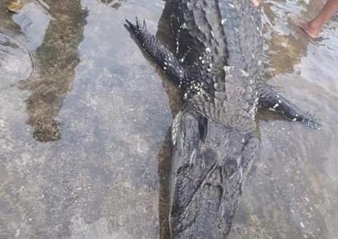 Jacaré engole cão e tenta atacar mulher em comunidade ribeirinha no Amazonas