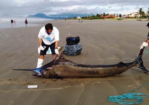 Peixe  raríssimo de 200 Kg é encontrado morto às margens de praia