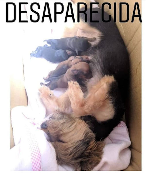 Família procura cachorro yorkshire desaparecida em Manaus
