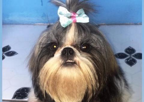 Dona oferece recompensa para recuperar cadela desaparecida em Manaus