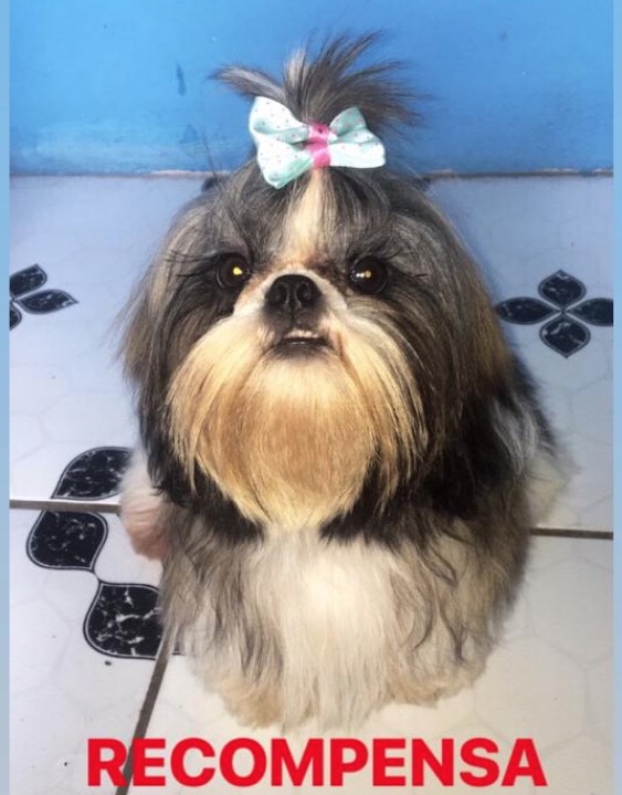 Dona oferece recompensa para recuperar cadela desaparecida em Manaus