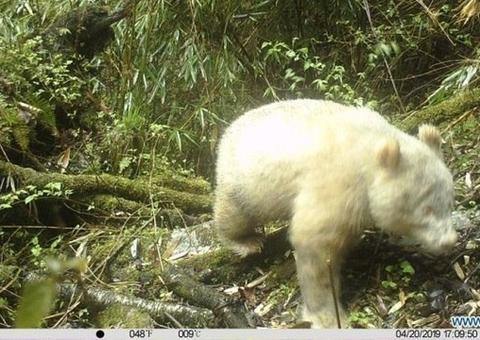 Panda Albino é visto pela 1ª vez em reserva 