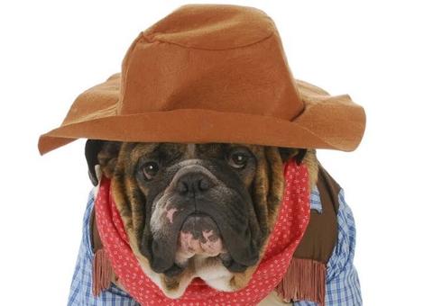 Centro de atenção animal realiza festa junina para os pets