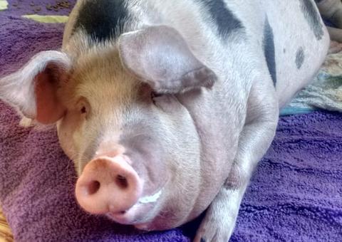 Porca de estimação vira motivo de briga entre vizinhas 