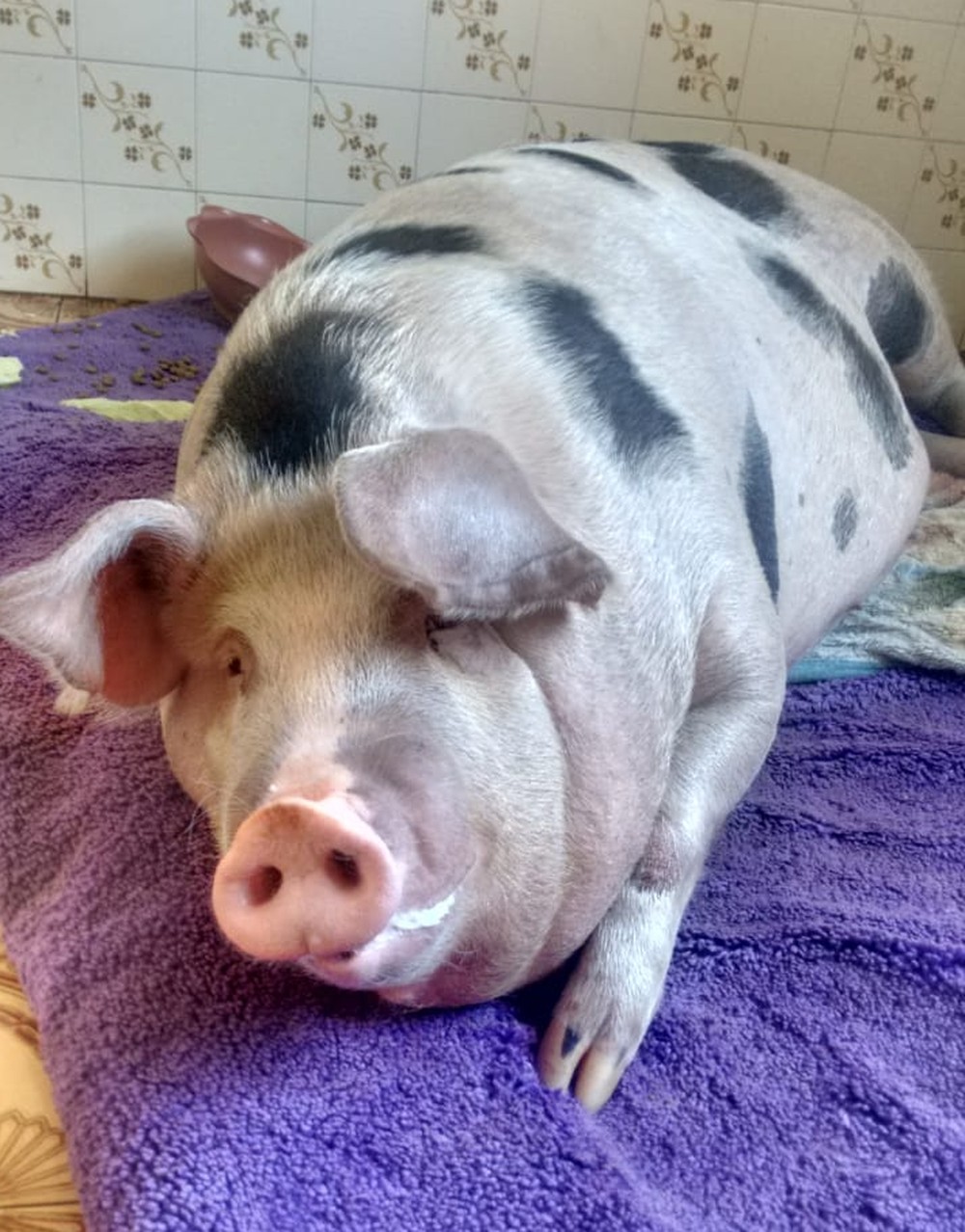 Porca de estimação vira motivo de briga entre vizinhas 