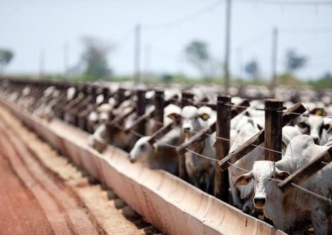 Ministério da Agricultura suspende exportação de carne bovina para a China