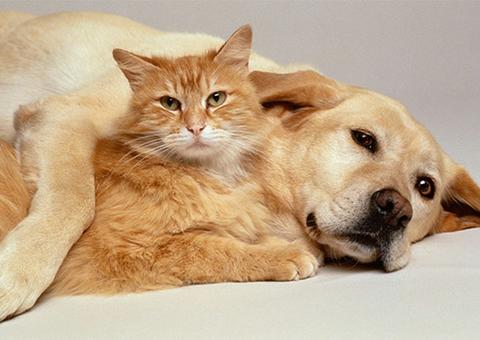 Sistema CCZ Cidadão realiza agendamento de castrações de cães e gatos em Manaus