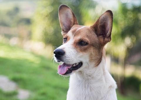 Superatacado de Manaus realiza feira de adoção neste fim de semana