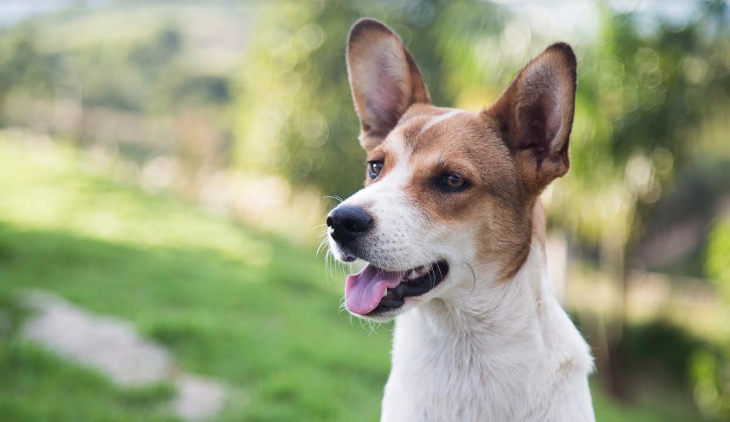 Superatacado de Manaus realiza feira de adoção neste fim de semana