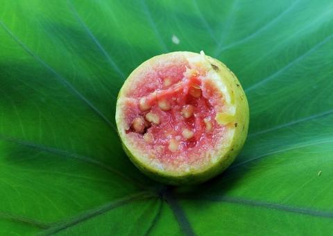 Goiaba alivia cólicas menstruais e melhora saúde dos ossos