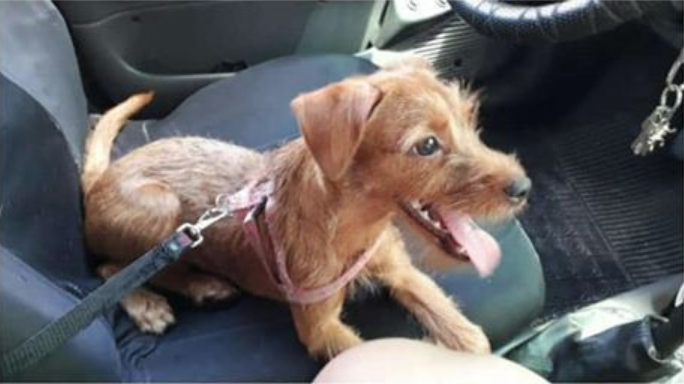 Desesperada, família oferece recompensa por filhote perdida em Manaus