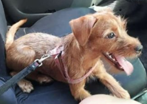 Desesperada, família oferece recompensa por filhote perdida em Manaus