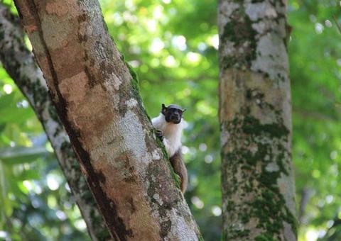 Prazo para entrega de propostas do concurso do Sauim-de-manaus termina na próxima semana 