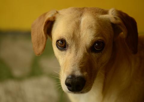 Adolescentes jogam cachorro de segundo andar de prédio de escola 
