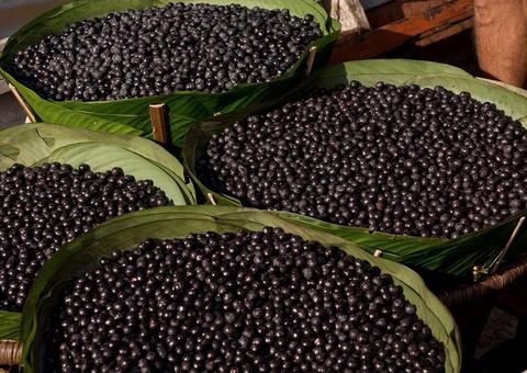 MP pede a suspensão da venda de açaí após surto de doença de Chagas no Amazonas