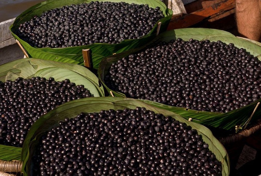 MP pede a suspensão da venda de açaí após surto de doença de Chagas no Amazonas