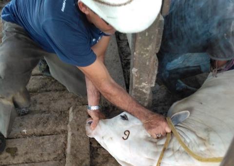Adaf alerta para data limite da vacinação contra brucelose no Amazonas 