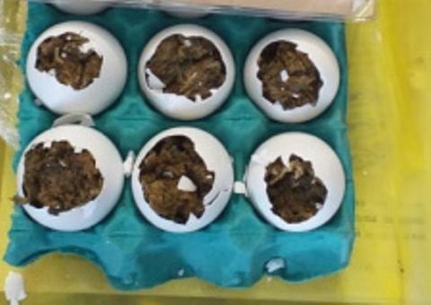 Mulher é flagrada tentando entrar em presídio com maconha escondida em ovos