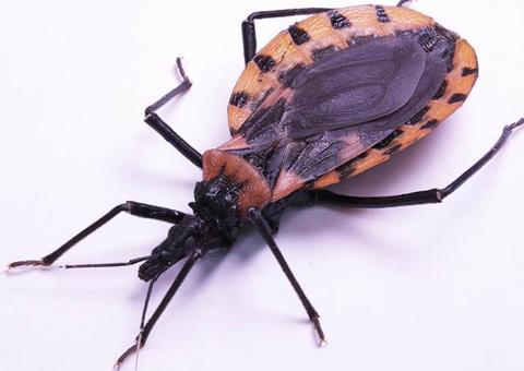 Doença de Chagas: Conheça os sintomas, riscos e formas de prevenção
