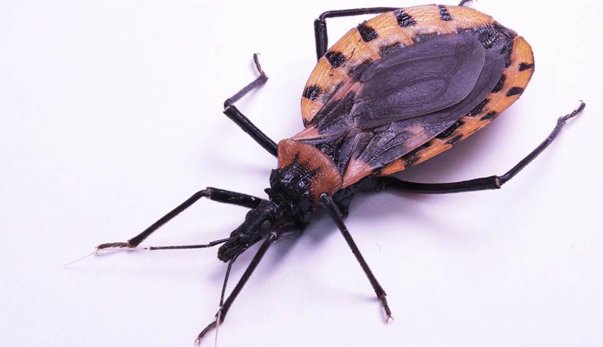 Doença de Chagas: Conheça os sintomas, riscos e formas de prevenção