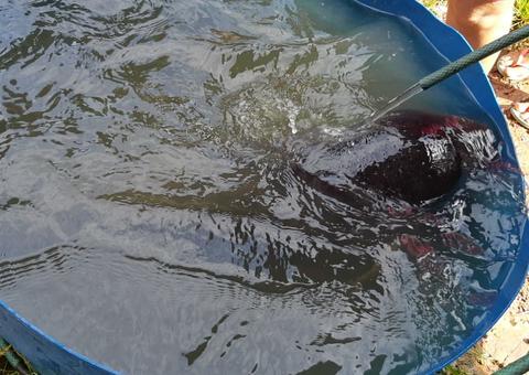 Polícia Militar resgata filhote de peixe-boi no Amazonas