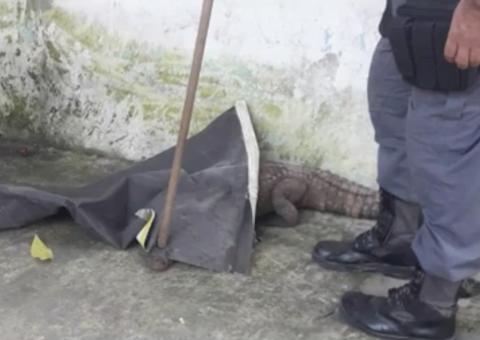 Jacaré é resgatado em frente de residência em Manaus