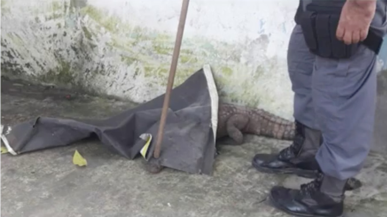 Jacaré é resgatado em frente de residência em Manaus