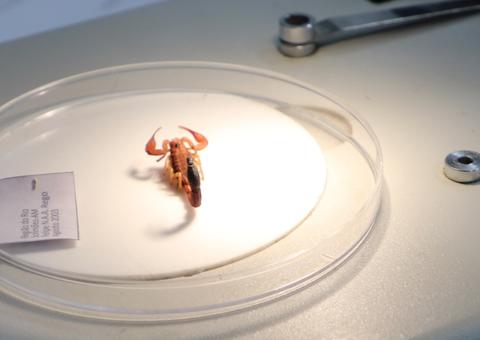 Acidentes com escorpiões aumentam no Amazonas, alerta FVS