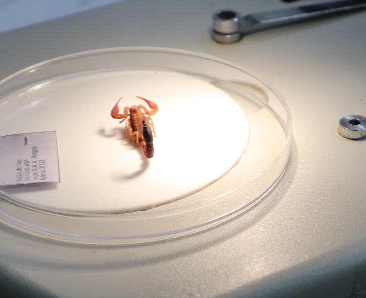 Acidentes com escorpiões aumentam no Amazonas, alerta FVS