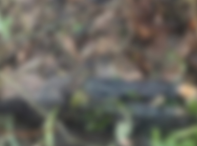 Jovem é encontrado morto em ramal da BR-174 um dia após o mesmo acontecer com o irmão