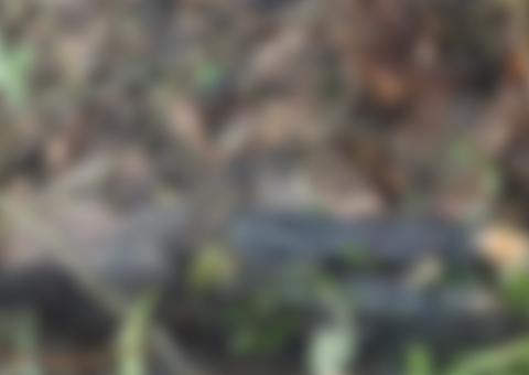 Jovem é encontrado morto em ramal da BR-174 um dia após o mesmo acontecer com o irmão