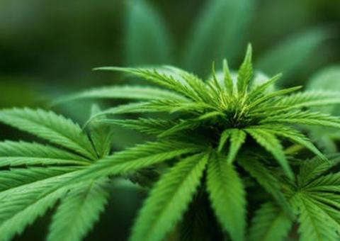 Alimentos com maconha serão vendidos no Canadá em dezembro