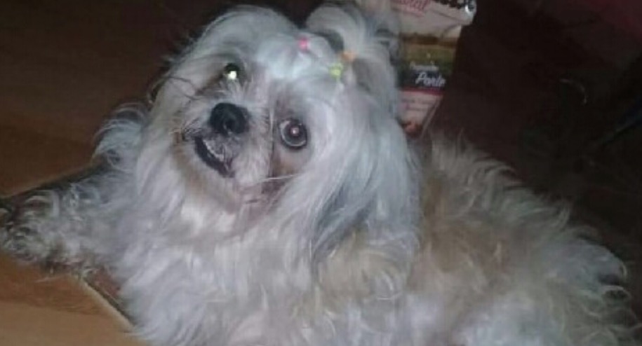  Família procura cadelinha Shih-tzu perdida em Manaus: 'estamos sofrendo'