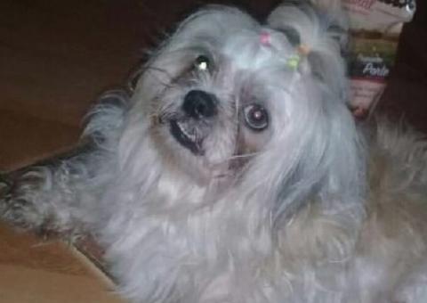  Família procura cadelinha Shih-tzu perdida em Manaus: 'estamos sofrendo'