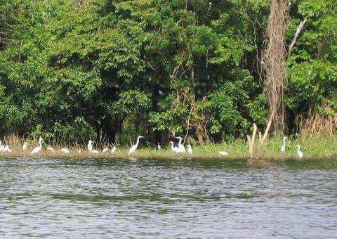 MPF e órgãos ambientais assinam termo para gestão da fauna no Amazonas