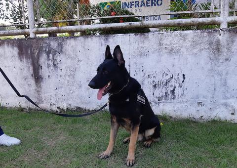 Aeroporto de Manaus ganha reforço na equipe de cães da Receita Federal