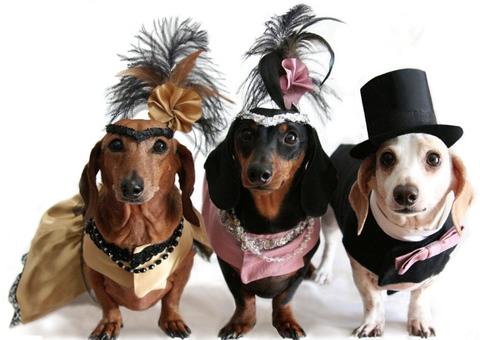 Arraial Pet vai encher Parque dos Bilhares de fofura